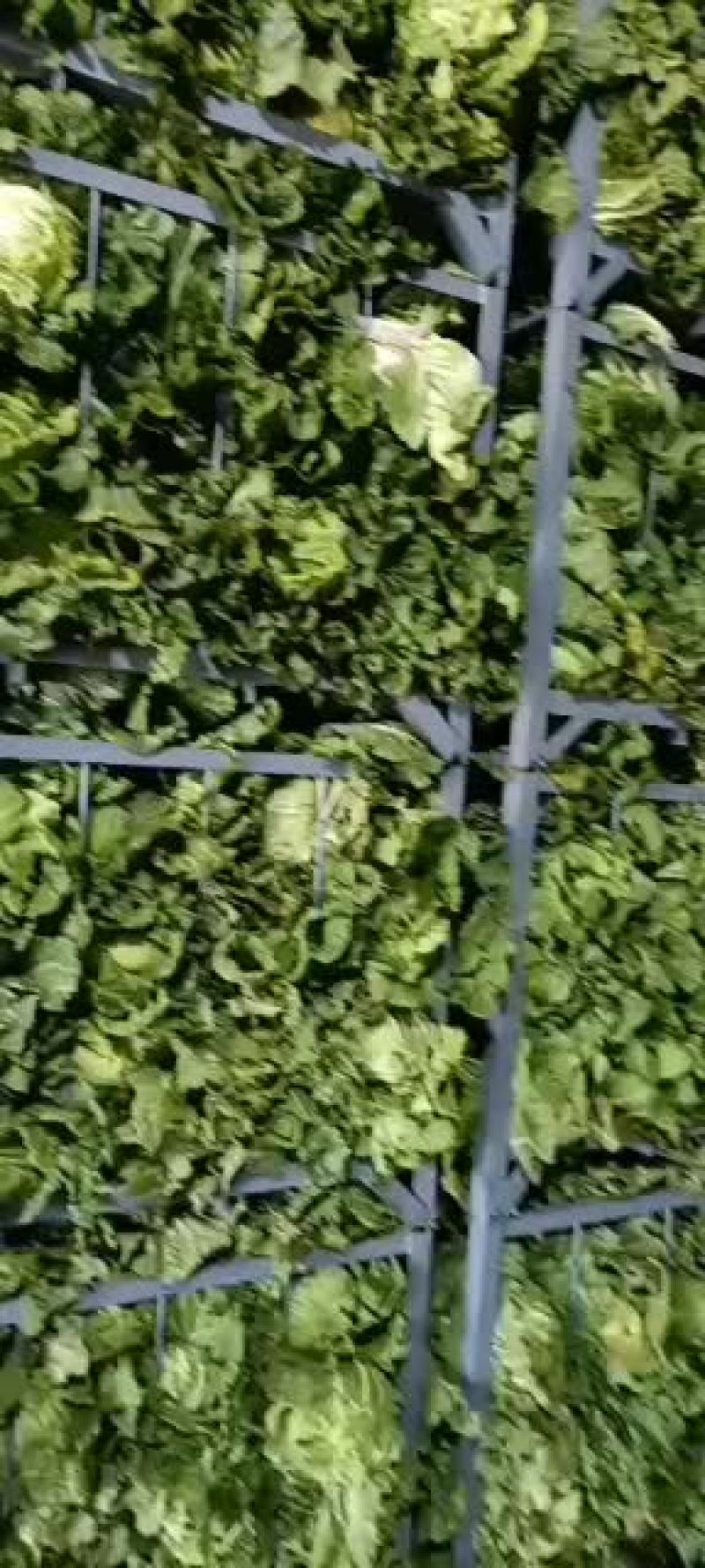 万吨冷库大白菜开始出库