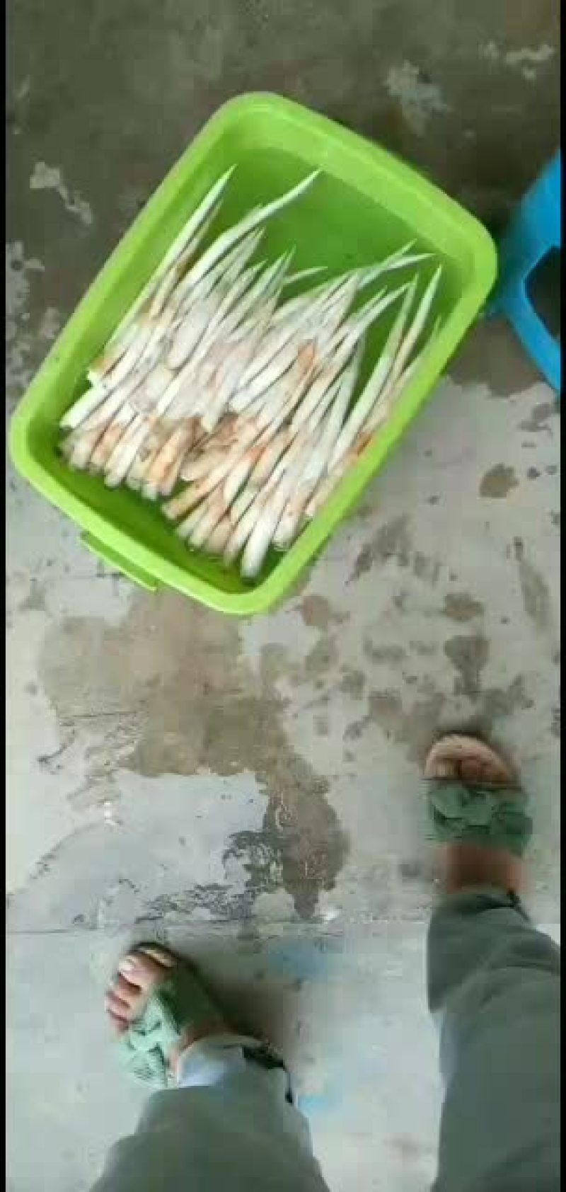 象牙菜。又叫草牙。云南。
