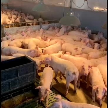 公司纯种二元母商品猪长白三杂