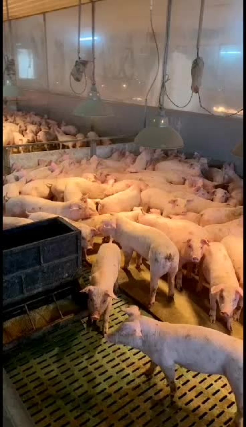 公司纯种二元母商品猪长白三杂