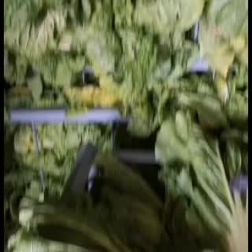 陕西泾阳大白菜整库出