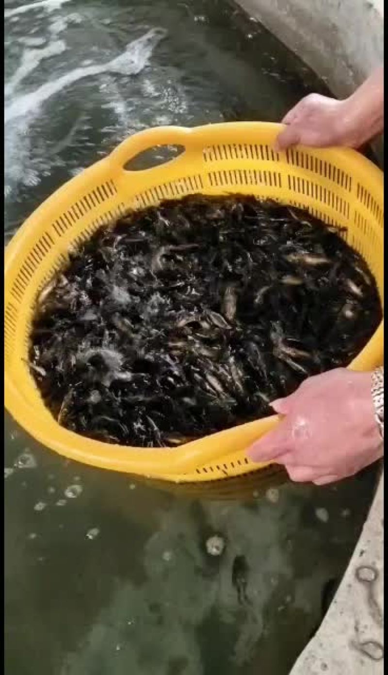 优质黄骨鱼苗，工厂化标苗！量大从优