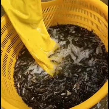 优质黄骨鱼苗，工厂化标苗！量大从优