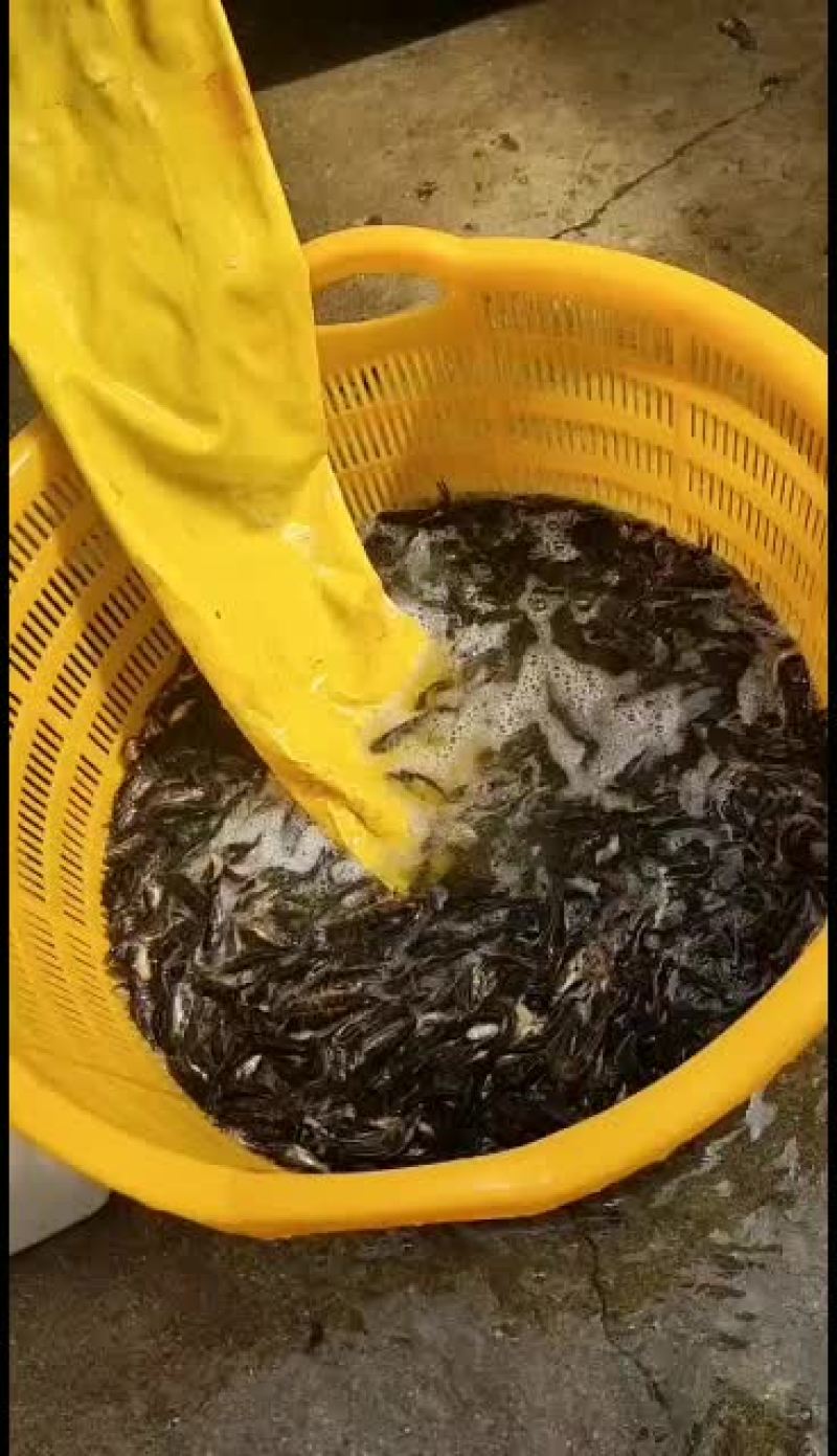 优质黄骨鱼苗，工厂化标苗！量大从优