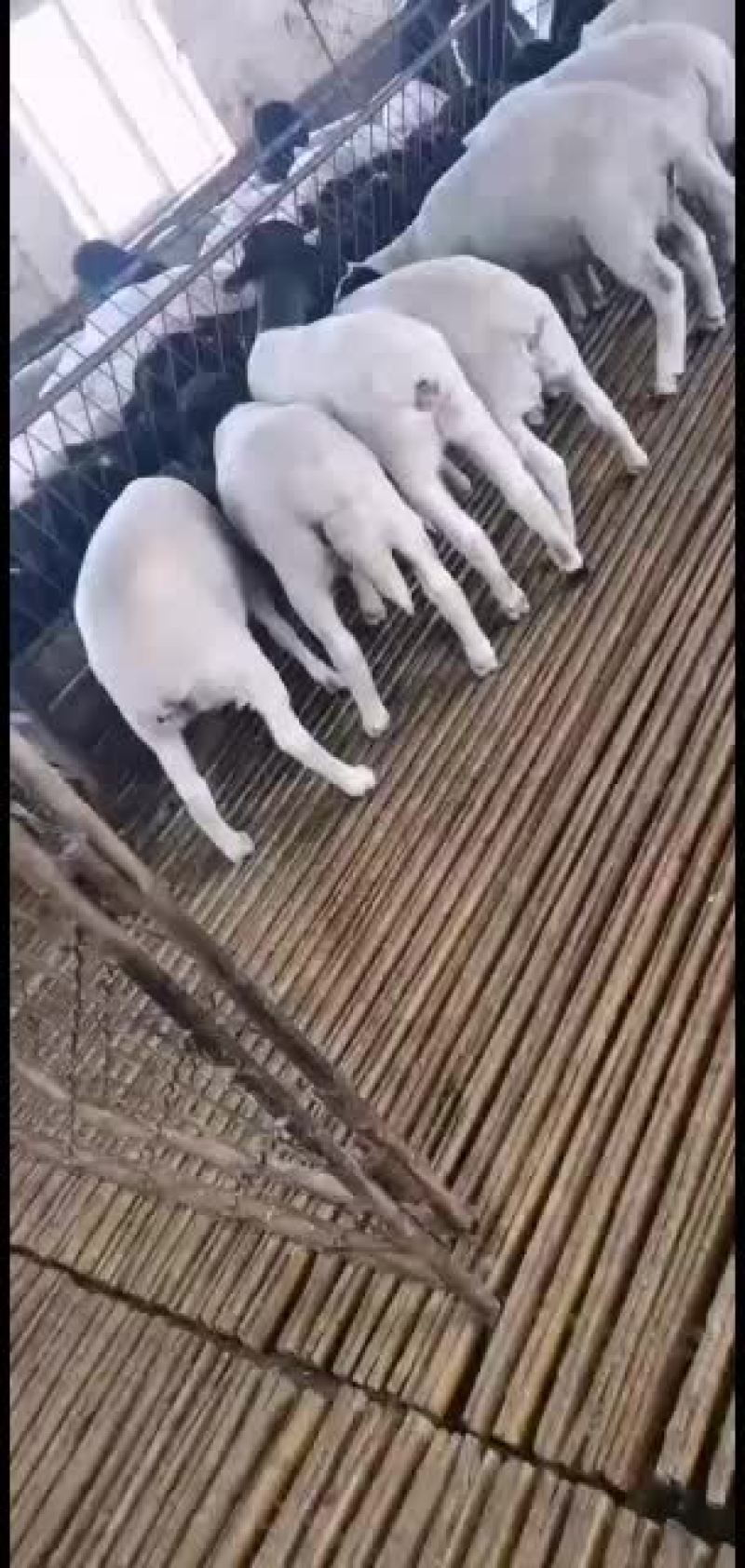黑头杜波抗病能力强，适应能力强。好喂养。