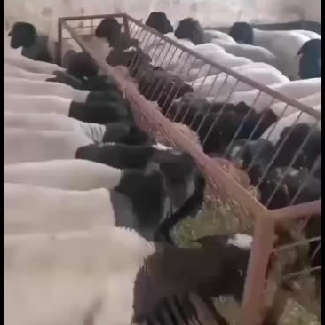 黑头杜波抗病能力强，适应能力强。好喂养。