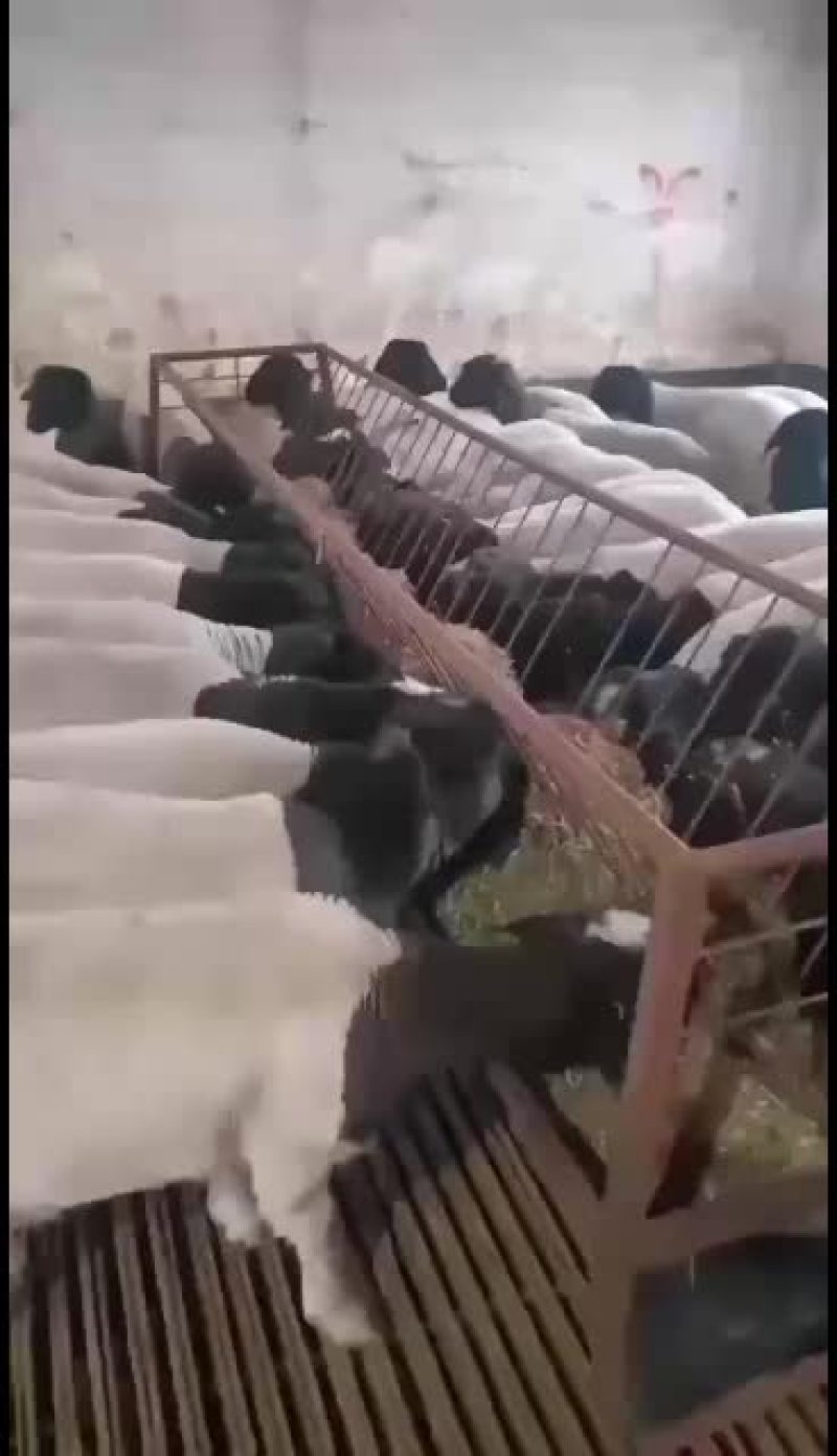 黑头杜波抗病能力强，适应能力强。好喂养。