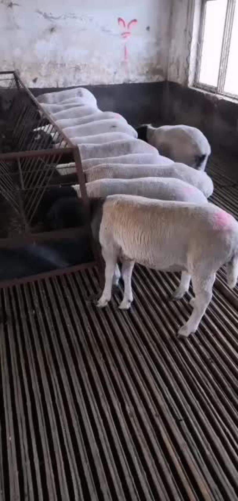 黑头杜波抗病能力强，适应能力强。好喂养。
