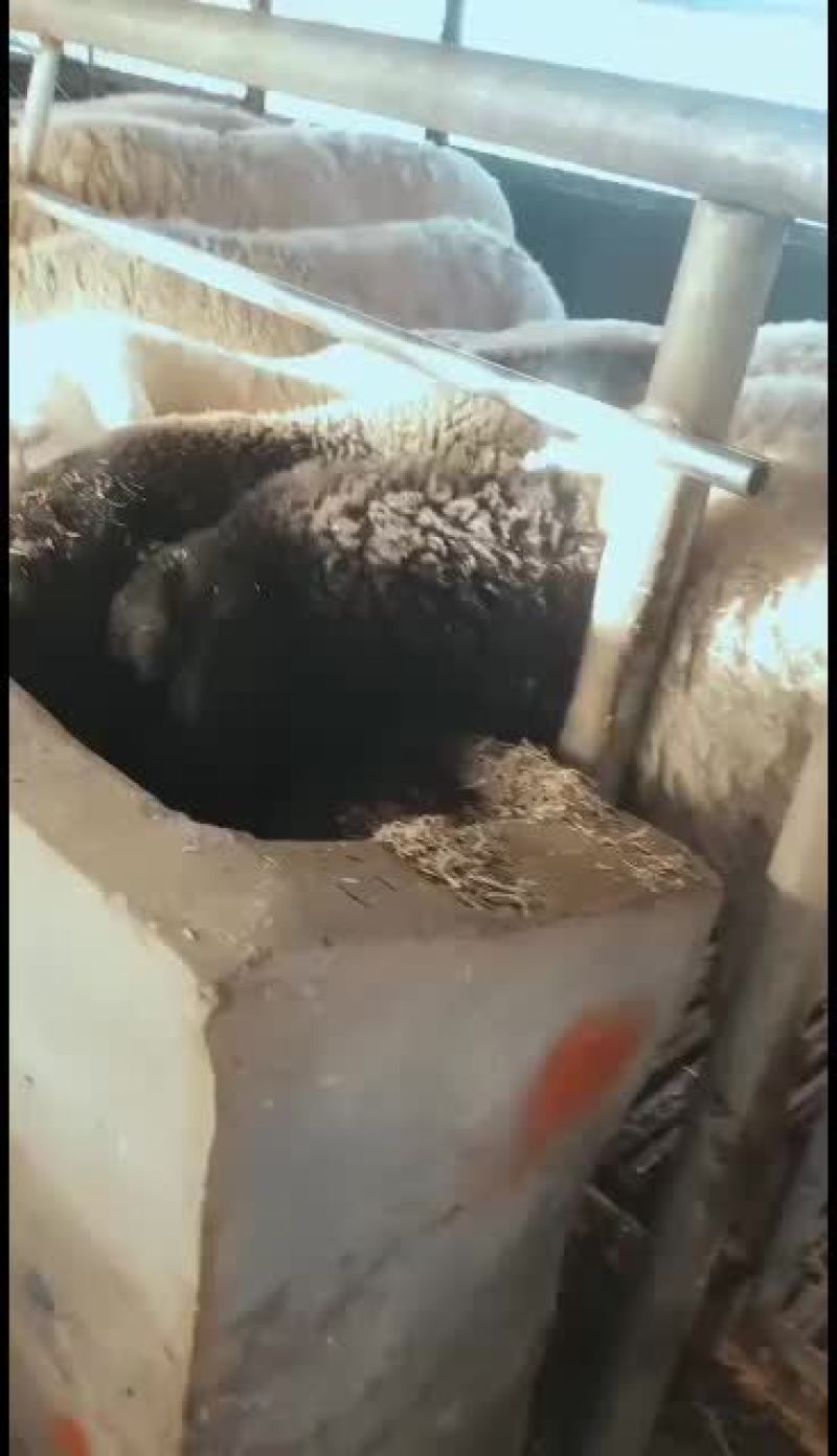 黑头杜波抗病能力强，适应能力强。好喂养。
