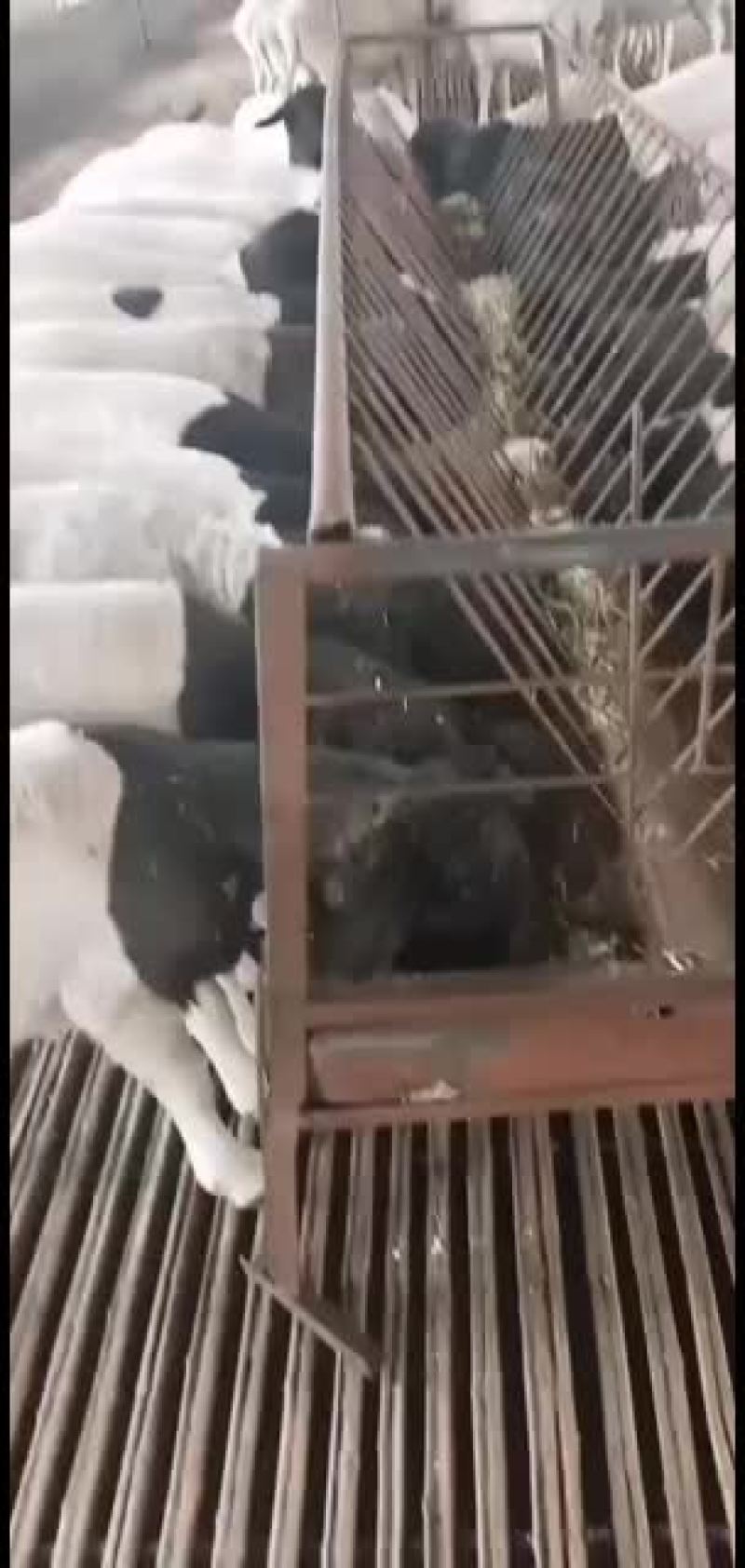 黑头杜波抗病能力强，适应能力强。好喂养。