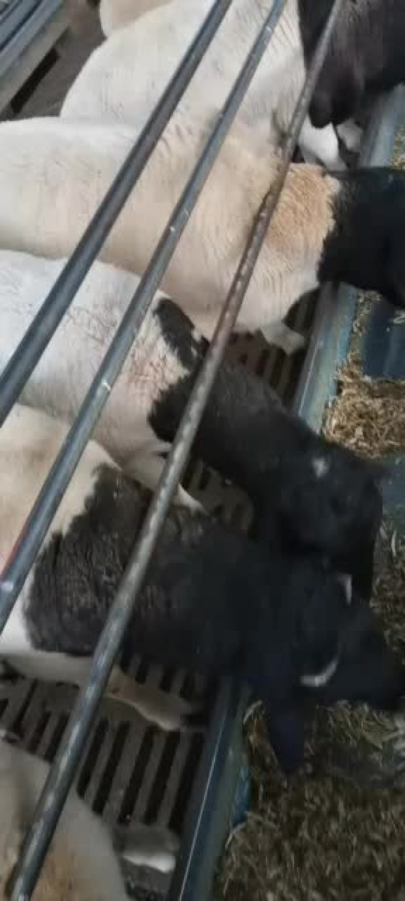 黑头杜波抗病能力强，适应能力强。好喂养。