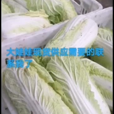 优质，精品，大娃娃菜大量现货供应