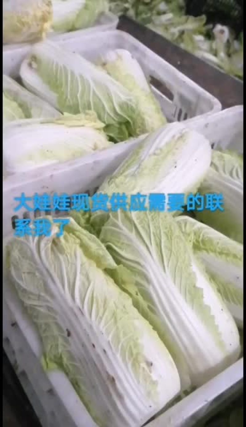优质，精品，大娃娃菜大量现货供应