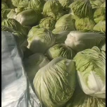 聊城沙镇各种瓜果蔬菜产地