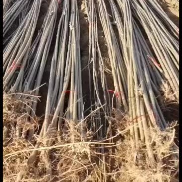开封尉氏大量出售各种规格杨树苗价格便宜