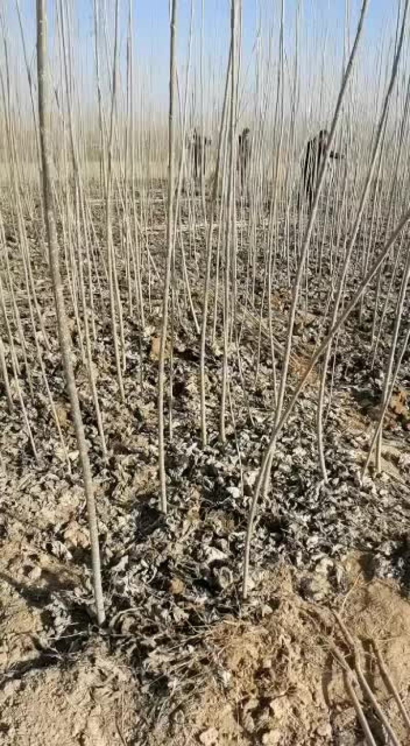 开封尉氏大量出售各种规格杨树苗价格便宜