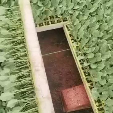 西兰花苗，青花种苗，欢迎订购，十年老店