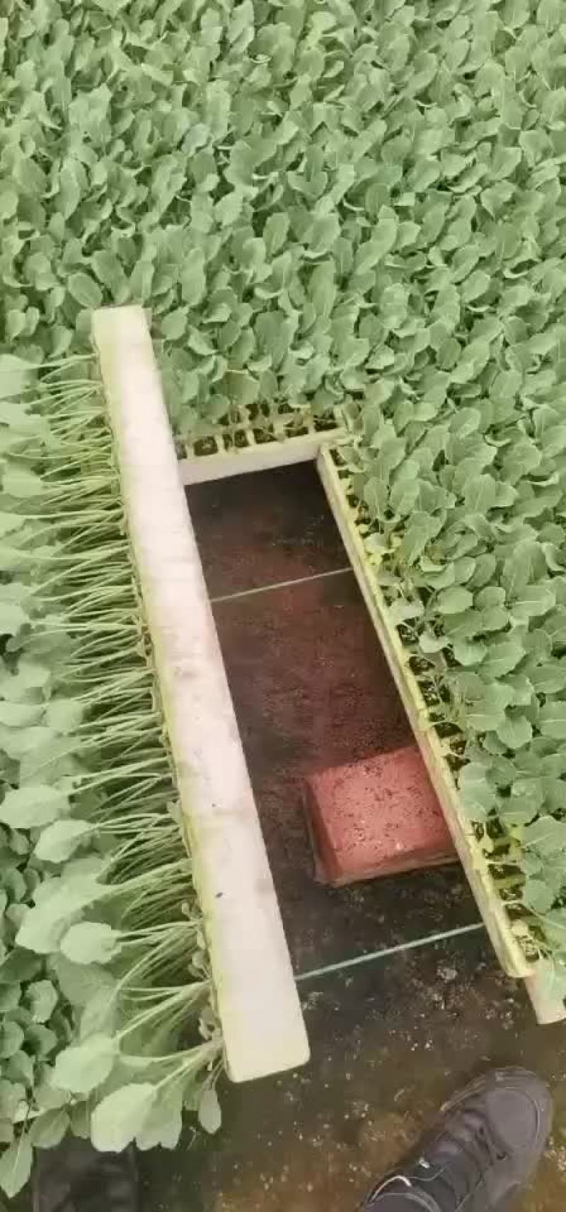 西兰花苗，青花种苗，欢迎订购，十年老店