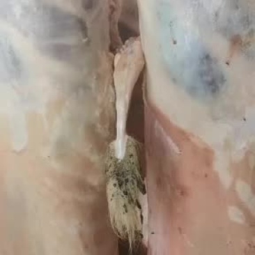 羊白条，鲜羊肉，纯干无水。全国配送，需要的联系
