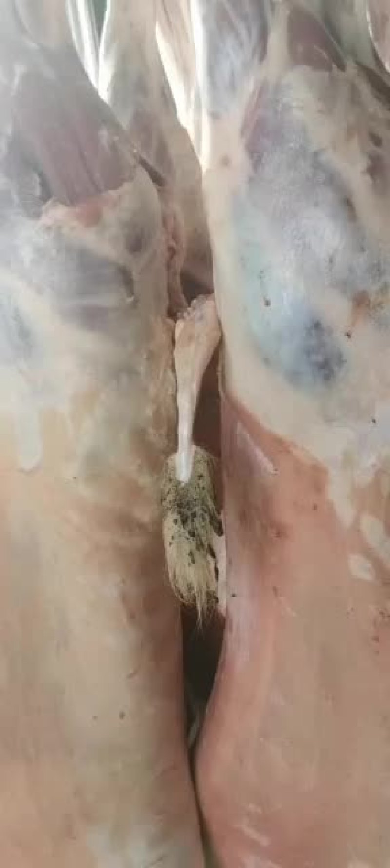 羊白条，鲜羊肉，纯干无水。全国配送，需要的联系