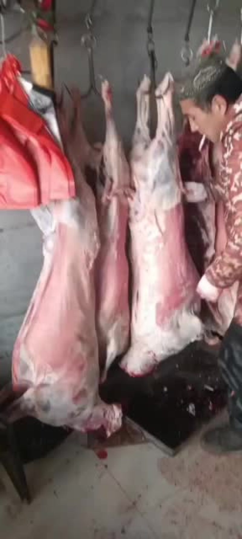 羊白条，鲜羊肉，纯干无水。全国配送，需要的联系