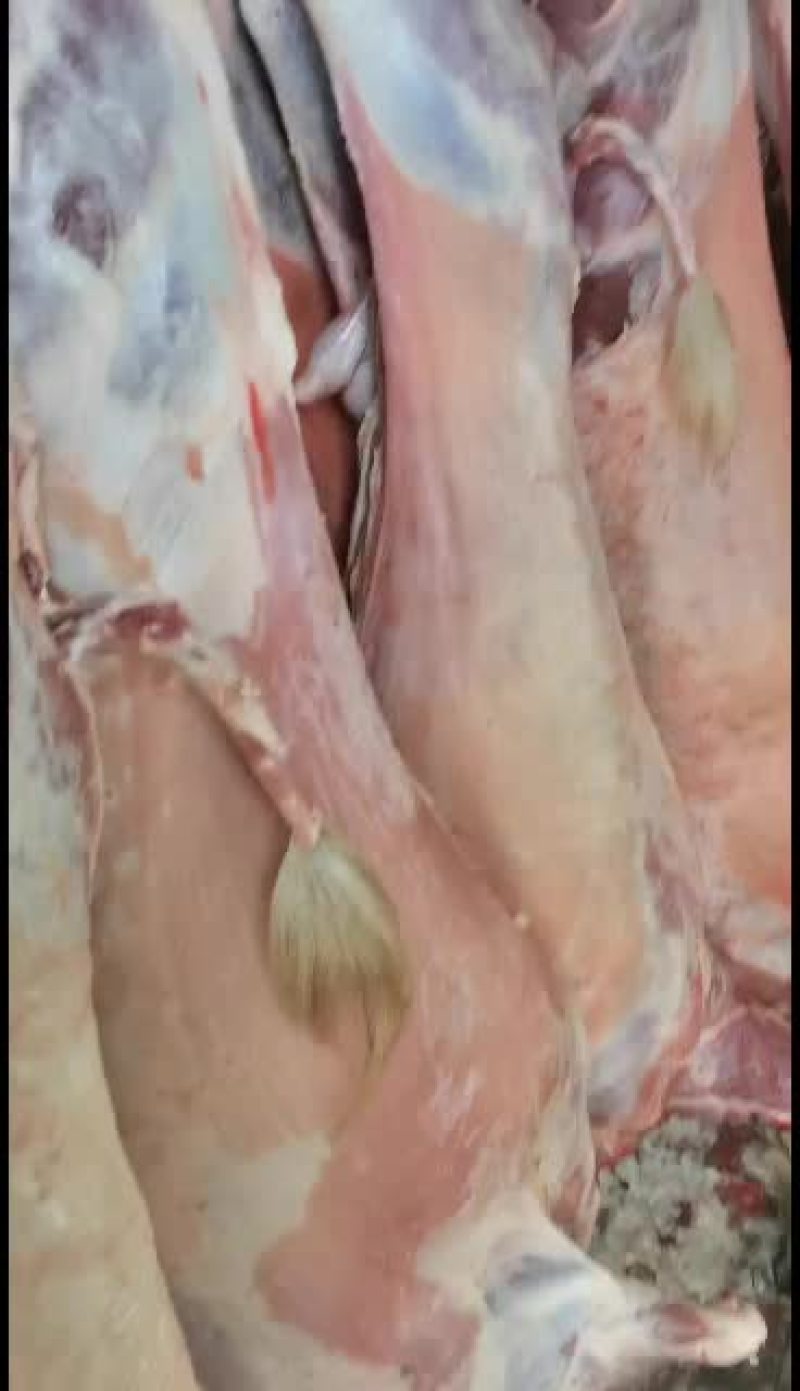 羊白条，鲜羊肉，纯干无水。全国配送，需要的联系