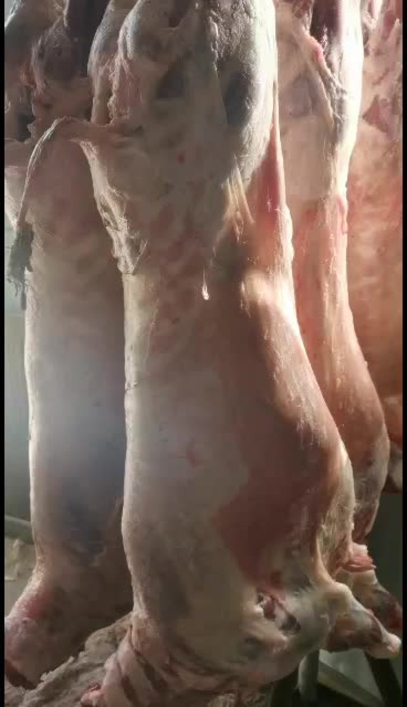 羊白条，鲜羊肉，纯干无水。全国配送，需要的联系