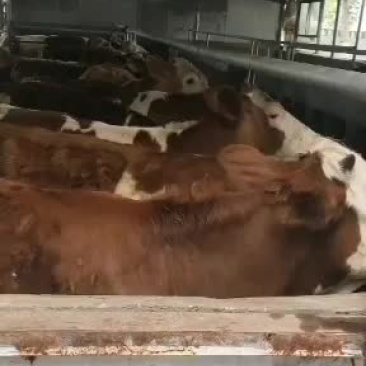 春季养肉牛鲁西黄牛西门塔尔牛