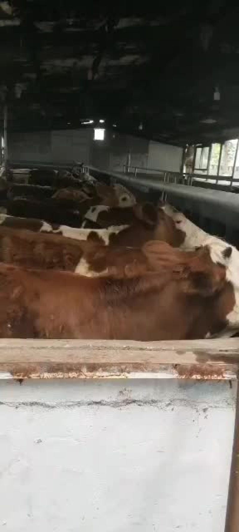 春季养肉牛鲁西黄牛西门塔尔牛