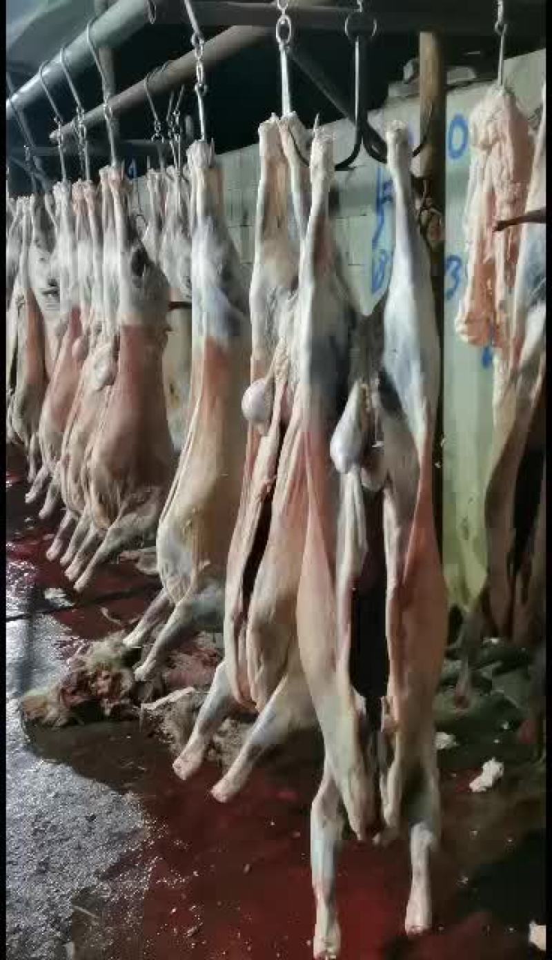 羊白条，鲜羊肉，纯干无水。全国配送，需要的联系