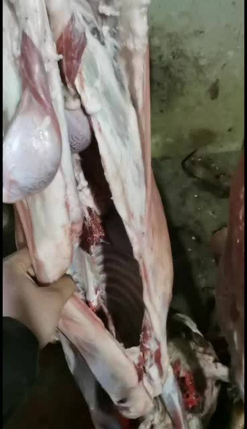 羊白条，鲜羊肉，纯干无水。全国配送，需要的联系