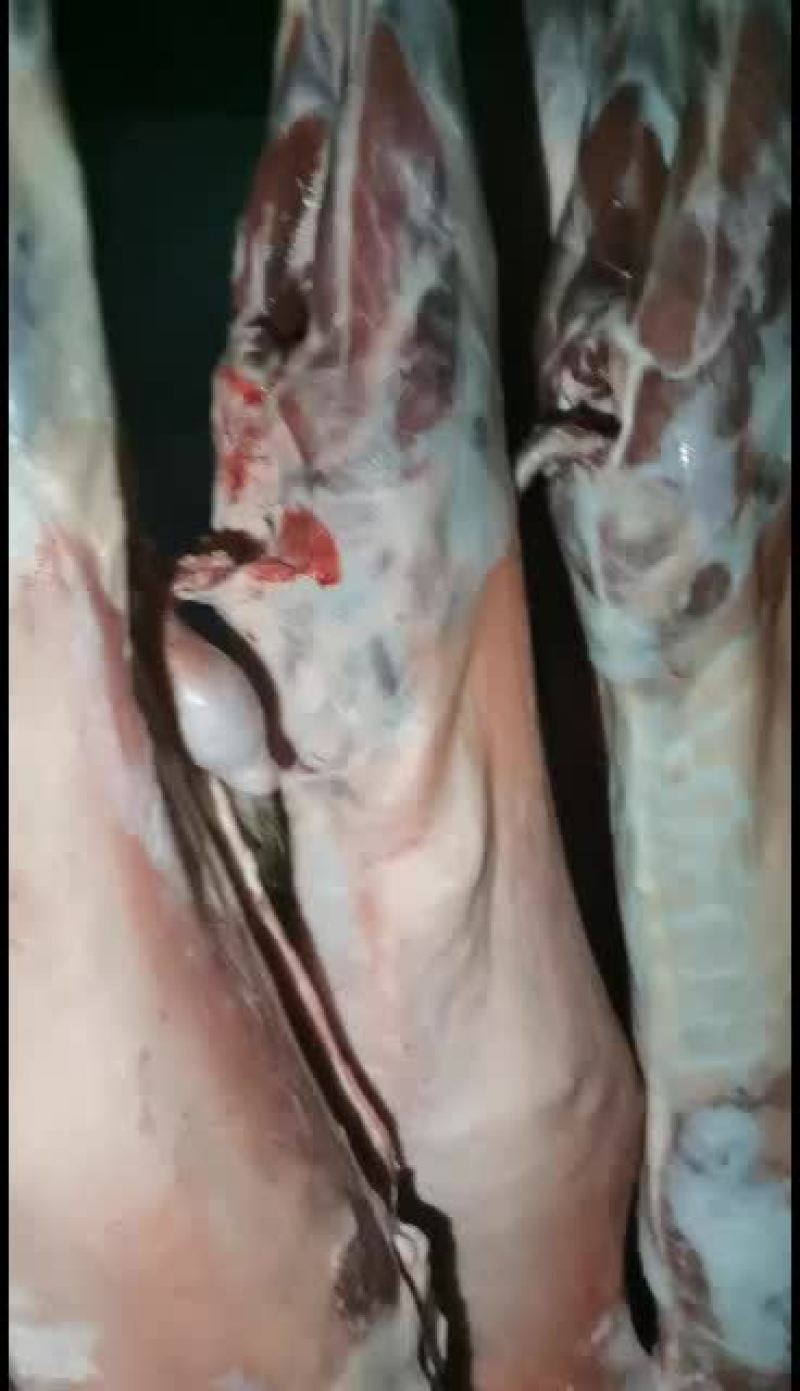 羊白条，鲜羊肉，纯干无水。全国配送，需要的联系