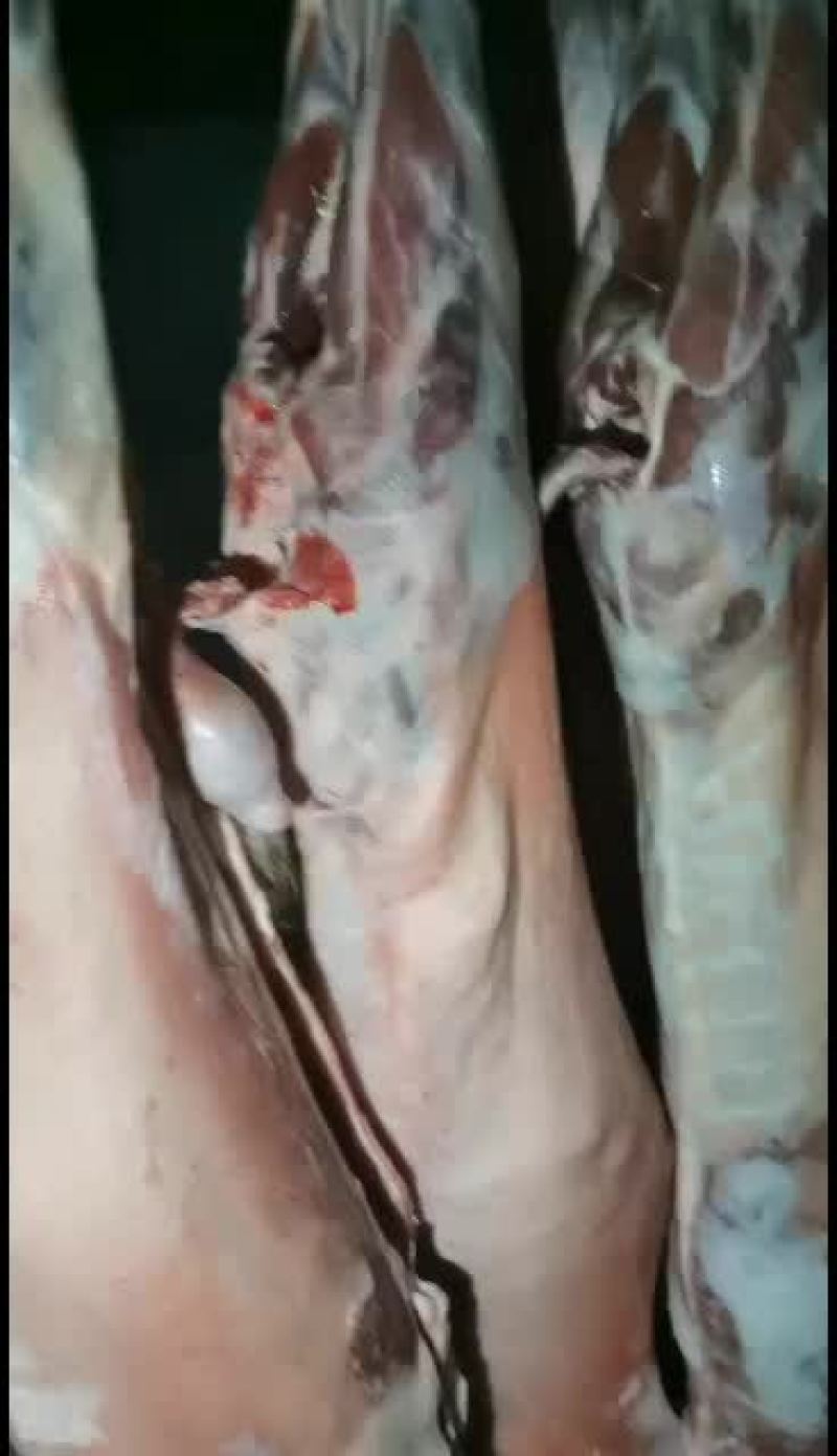 羊白条，鲜羊肉，纯干无水。全国配送，需要的联系