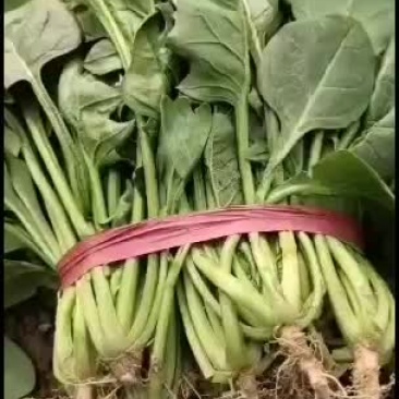 大棚菠菜有要的联系我啊