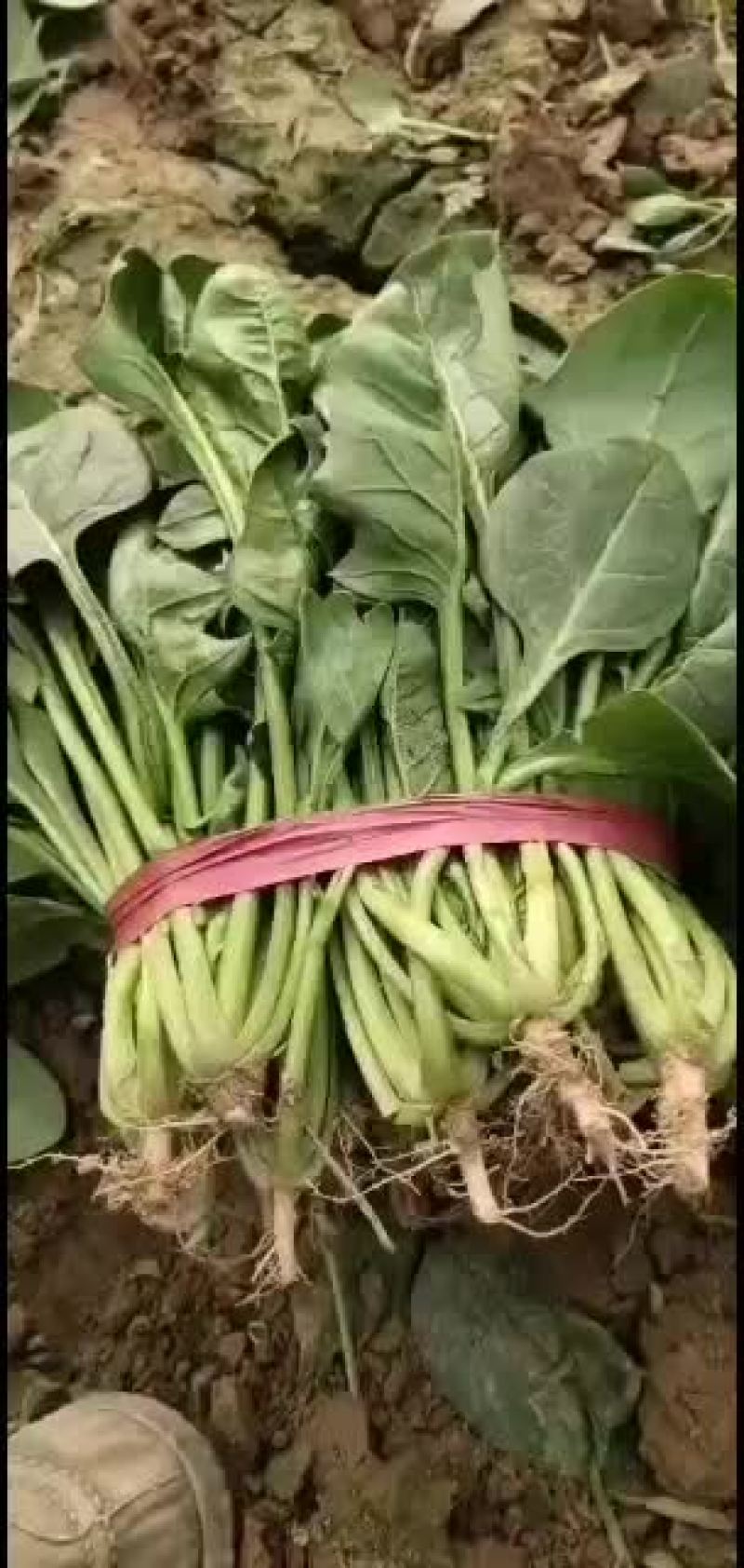 大棚菠菜有要的联系我啊
