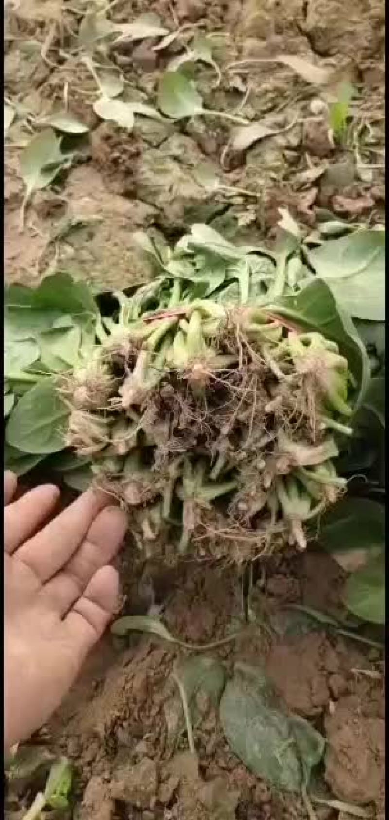 大棚菠菜有要的联系我啊