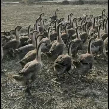 合浦黑头黑脚狮头鹅苗