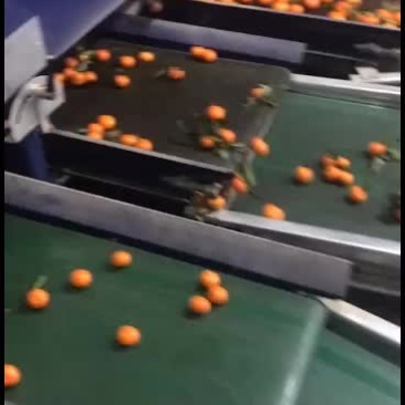 桂林的沙糖桔漂不漂亮你说了算