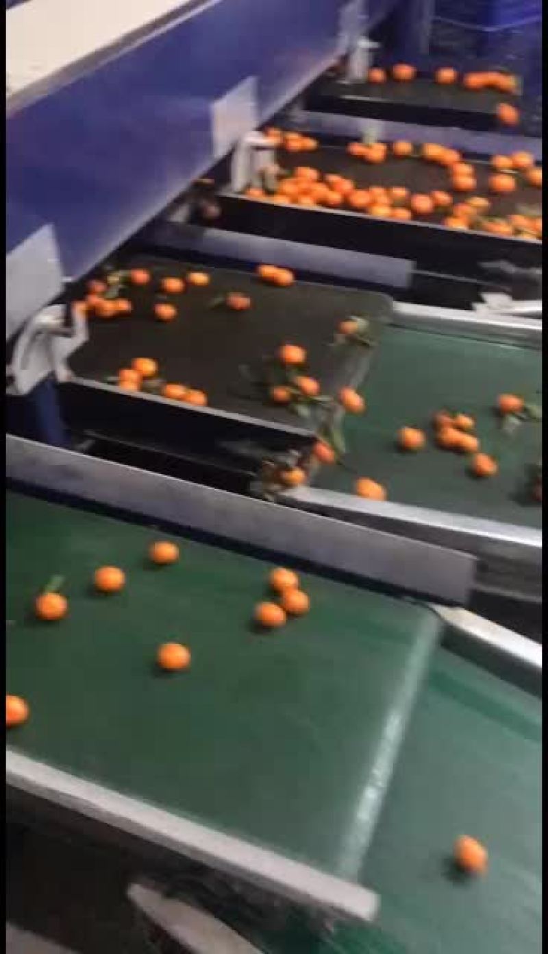 桂林的沙糖桔漂不漂亮你说了算