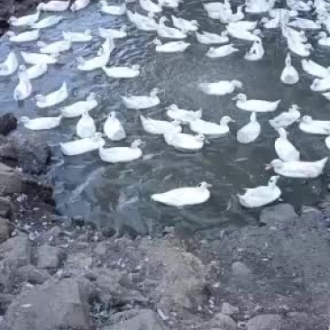 喝山泉水长大的山沟鸭子
