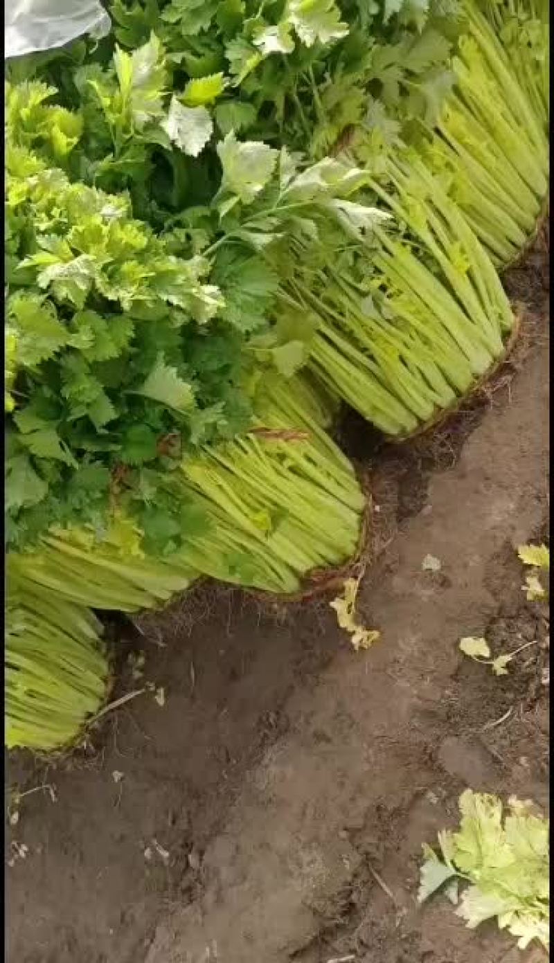 青岛平度马家沟芹菜大批量上市