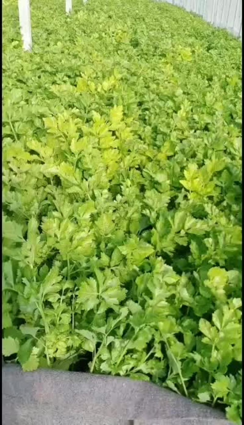 青岛平度马家沟芹菜大批量上市