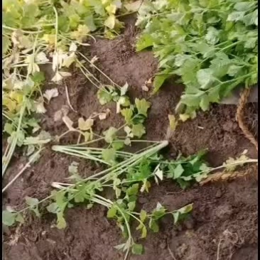 青岛平度马家沟芹菜大批量上市