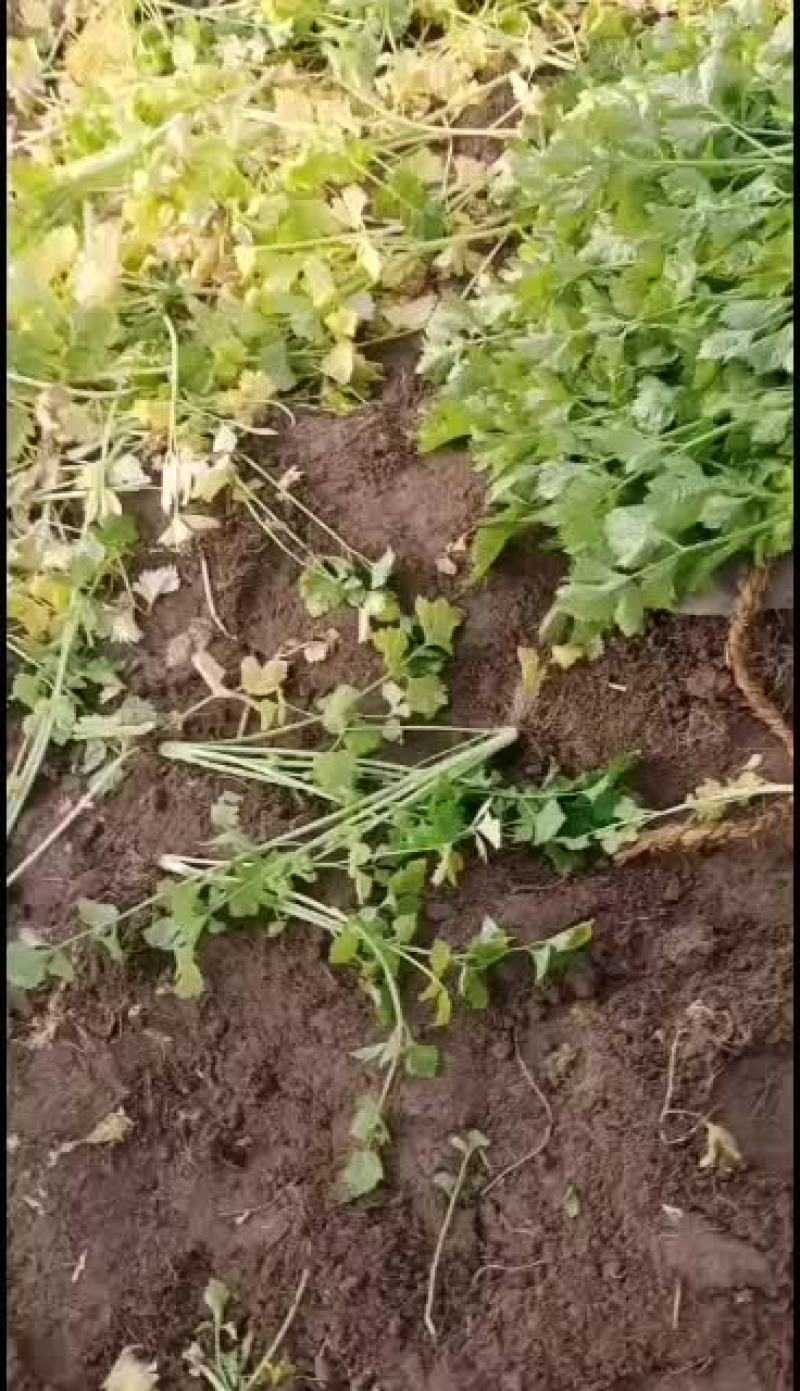 青岛平度马家沟芹菜大批量上市