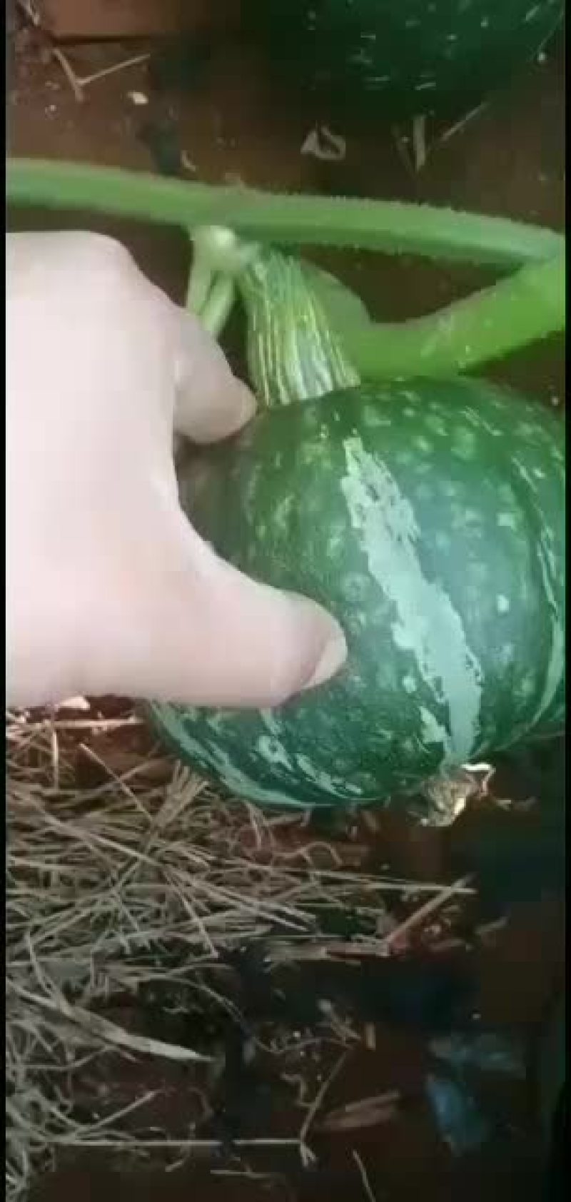 板栗南瓜~广东反季节蔬菜