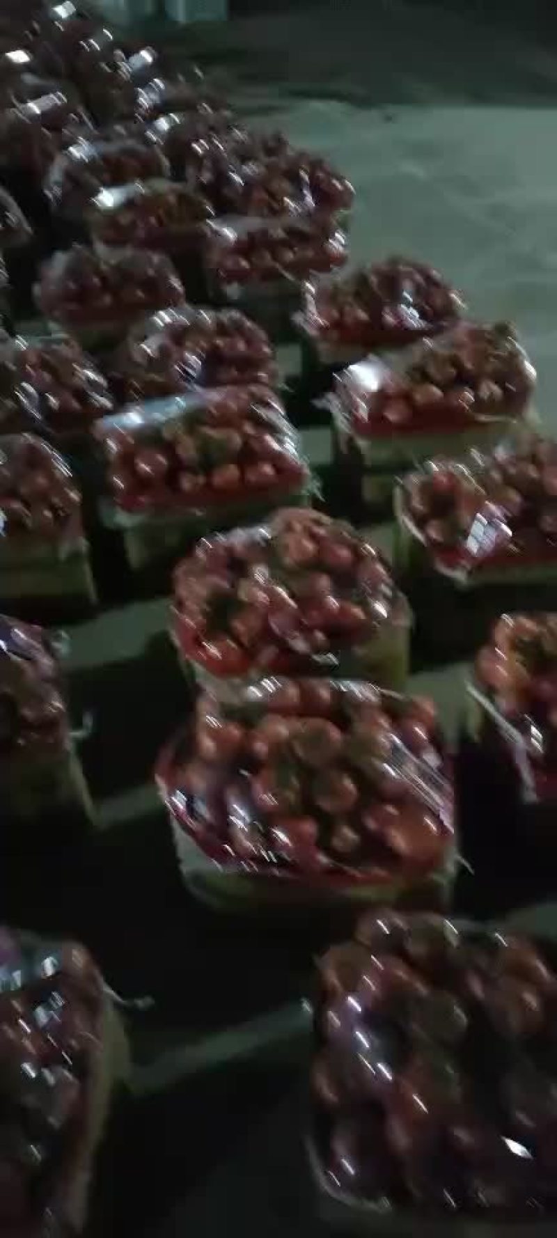 西红柿大量走货，每天都可供应