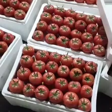 精品西红柿一元一硬粉