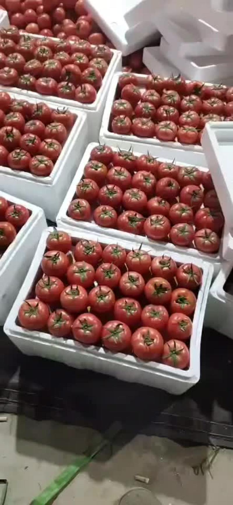 精品西红柿一元一硬粉