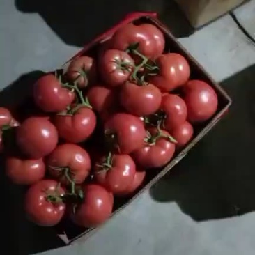 持续出货中，大量供应西红柿