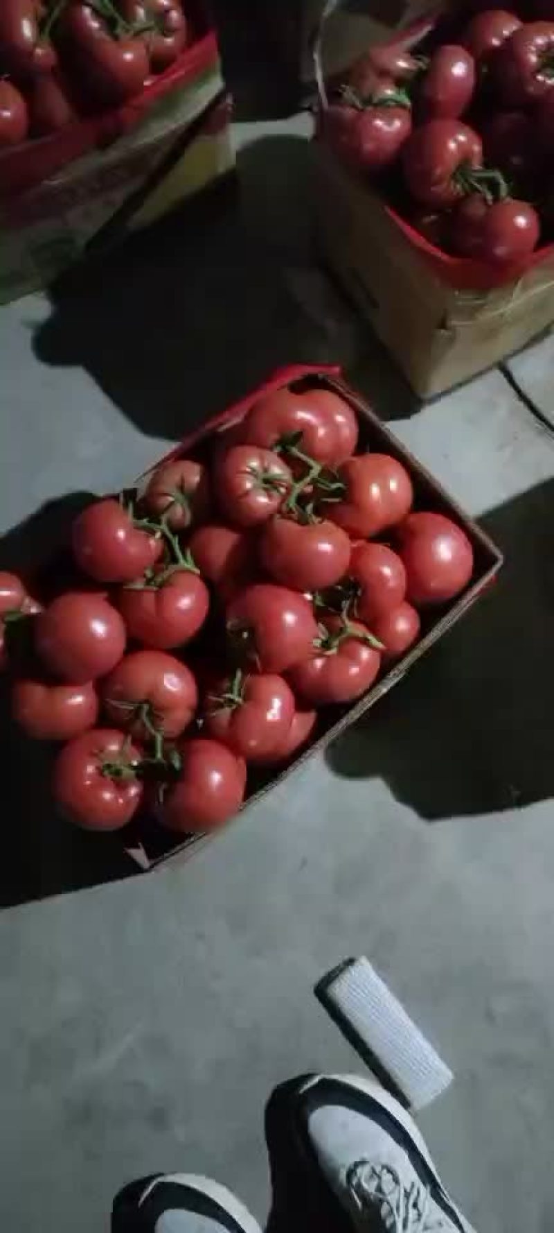 持续出货中，大量供应西红柿